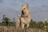 BOUVIER DES ARDENNES 214